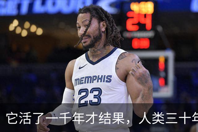 它活了一千年才结果，人类三十年砍光，消失的秘密至今无人能解